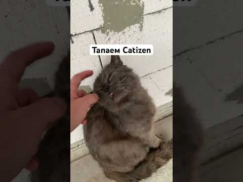 Тапаем Catizen #altcoins #bitcoin #cat #catizen #crypto #cryptocurrency #bitcoinnews